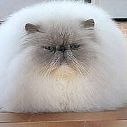 Phénix a rejoint le concours — aidez-le/la à gagner de superbes lots ! cat, persian_cat, fluffy, floof, white_fur, grumpy, flat_face, whiskers, blue_eyes, long_hair, fur_ball, indoor, wooden_floor, portrait, pet, sitting, cute, plush, closeup, calm