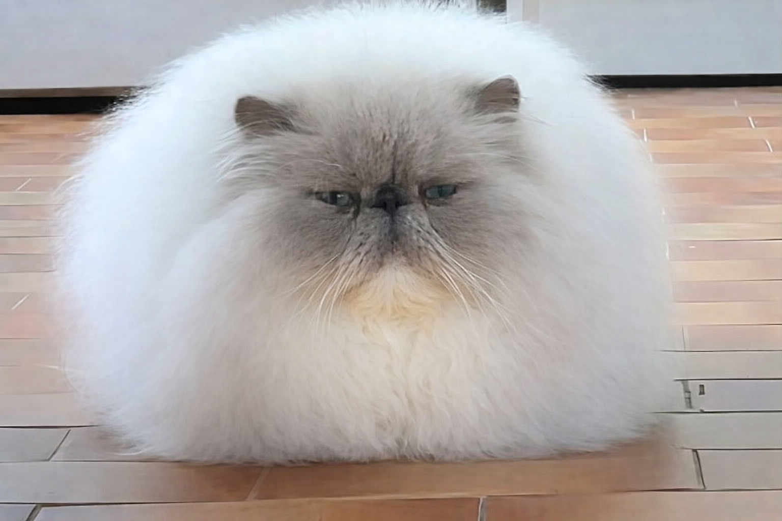 Phénix a rejoint le concours — aidez-le/la à gagner de superbes lots ! cat, persian_cat, fluffy, floof, white_fur, grumpy, flat_face, whiskers, blue_eyes, long_hair, fur_ball, indoor, wooden_floor, portrait, pet, sitting, cute, plush, closeup, calm