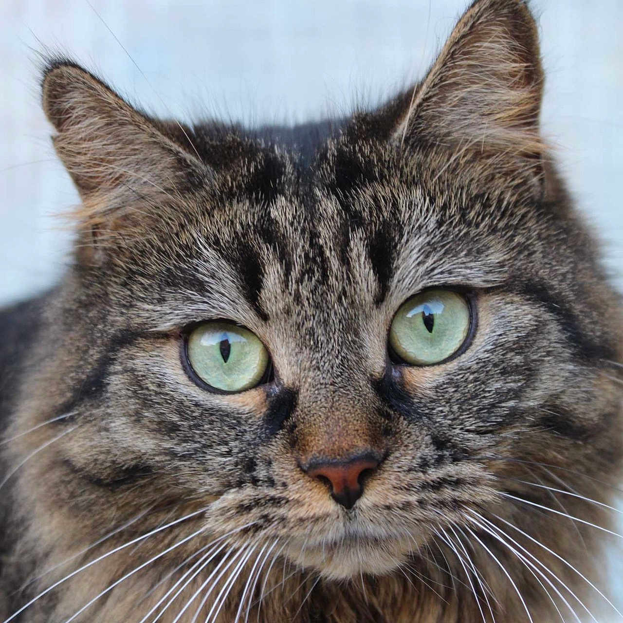 Minoush a rejoint le concours — aidez-le/la à gagner de superbes lots ! alert, animal, cat, close_up, cute, domestic_cat, ears, face, feline, fluffy, fur, green_eyes, indoor, looking, mammal, nose, pet, portrait, tabby, whiskers