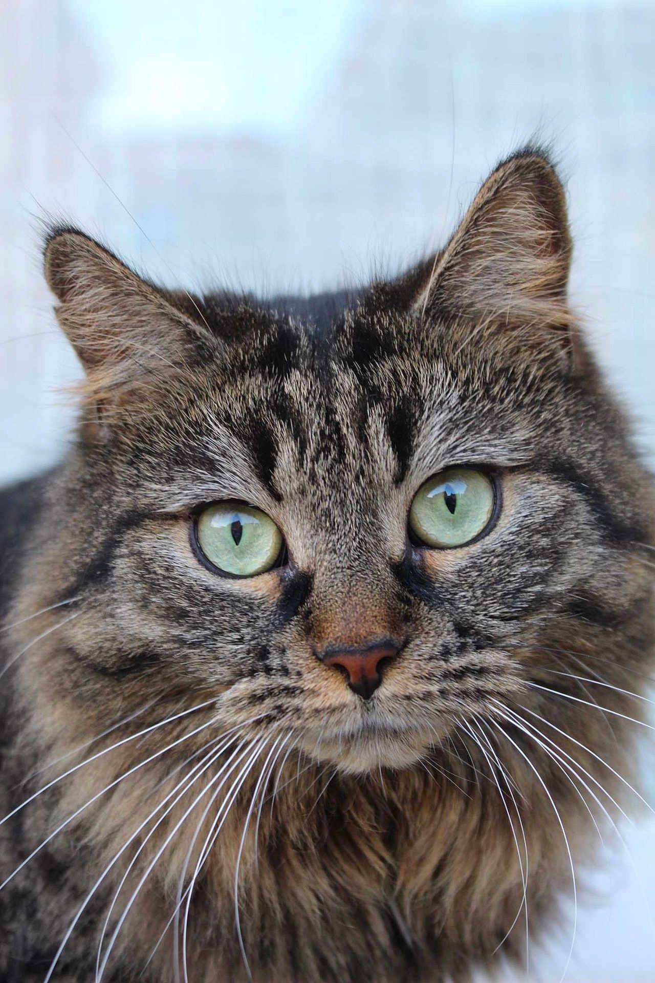 Minoush a rejoint le concours — aidez-le/la à gagner de superbes lots ! cat, tabby, close_up, green_eyes, whiskers, fur, pet, animal, portrait, cute, feline, mammal, ears, nose, face, domestic_cat, fluffy, alert, indoor, looking