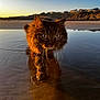 Minoush a rejoint le concours — aidez-le/la à gagner de superbes lots ! cat, animal, beach, water, sunlight, sunset, reflection, fur, outdoor, nature, sky, coast, shallow_water, whiskers, mammal, portrait, walking, golden_hour, feline, closeup