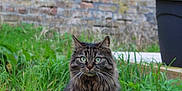 Minoush participe au concours pour gagner de l'argent avec cette photo : cat, tabby, green_eyes, grass, outdoor, animal, pet, feline, nature, plant, brick_wall, garden, fluffy, whiskers, ears, sitting, looking, fur, black_planter, urban