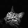 Minoush participe au concours pour gagner de l'argent avec cette photo : cat, close_up, black_and_white, portrait, animal, feline, whiskers, ears, eyes, dark_background, texture, fur, intense, dramatic, shadow, pet, mammal, face, wildlife, nature