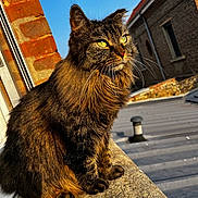 Minoush participe au concours pour gagner de l'argent avec cette photo : cat, fluffy, outdoor, sunlight, brick_wall, blue_sky, whiskers, ears, fur, animal, pet, mammal, window, ledge, yellow_eyes, daytime, building, roof, sitting, portrait