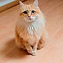 cat, orange_cat, fluffy, pet, indoor, wooden_floor, animal, feline, sitting, cute, curious, fur, whiskers, ears, domestic_animal, mammal, companion, portrait, looking, soft_light