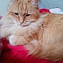 Tito a rejoint le concours — aidez-le/la à gagner de superbes lots ! cat, fluffy, orange_cat, white_fur, pet, animal, indoor, blanket, red_blanket, purple_blanket, cozy, relaxed, sleepy, fur, tail, whiskers, close_up, resting, domestic_cat, cute