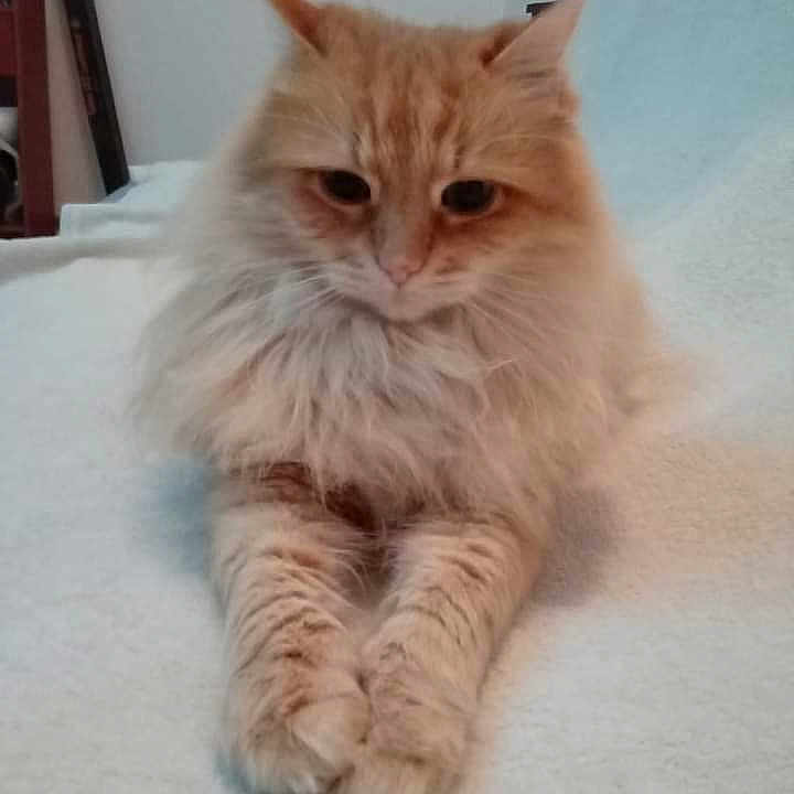 Tito