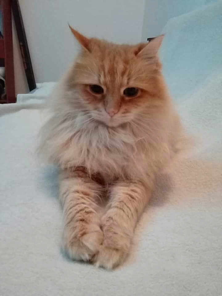 Tito