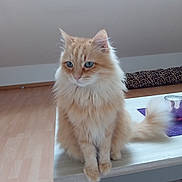 Tito participe au concours pour gagner de l'argent avec cette photo : cat, fluffy, blue_eyes, table, wooden_floor, indoor, pet, feline, tail, candle_holder, purple_placemat, leopard_print, cozy, sitting, domestic_animal, fur, cute, animal, household, relaxed