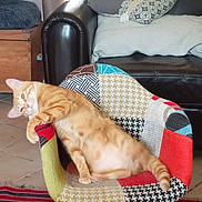 Ava participe au concours pour gagner de l'argent avec cette photo : animal, cat, chair, colorful, cozy, curious, cushion, domestic, feline, floor_tile, home_interior, indoor, leather_armchair, living_room, orange_tabby, patchwork, pet, relaxed, sideways_pose, wooden_chest