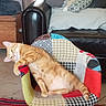 animal, cat, chair, colorful, cozy, curious, cushion, domestic, feline, floor_tile, home_interior, indoor, leather_armchair, living_room, orange_tabby, patchwork, pet, relaxed, sideways_pose, wooden_chest