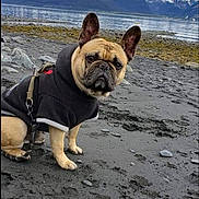 Buster joined the competition — help win amazing prizes! dog, french_bulldog, black_hoodie, beach, rocky_shore, mountains, snow_capped, lake, water, outdoor, nature, pet, animal, canine, cold_weather, cloudy_sky, rocks, leash, sitting, portrait