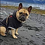 dog, french_bulldog, black_hoodie, beach, rocky_shore, mountains, snow_capped, lake, water, outdoor, nature, pet, animal, canine, cold_weather, cloudy_sky, rocks, leash, sitting, portrait