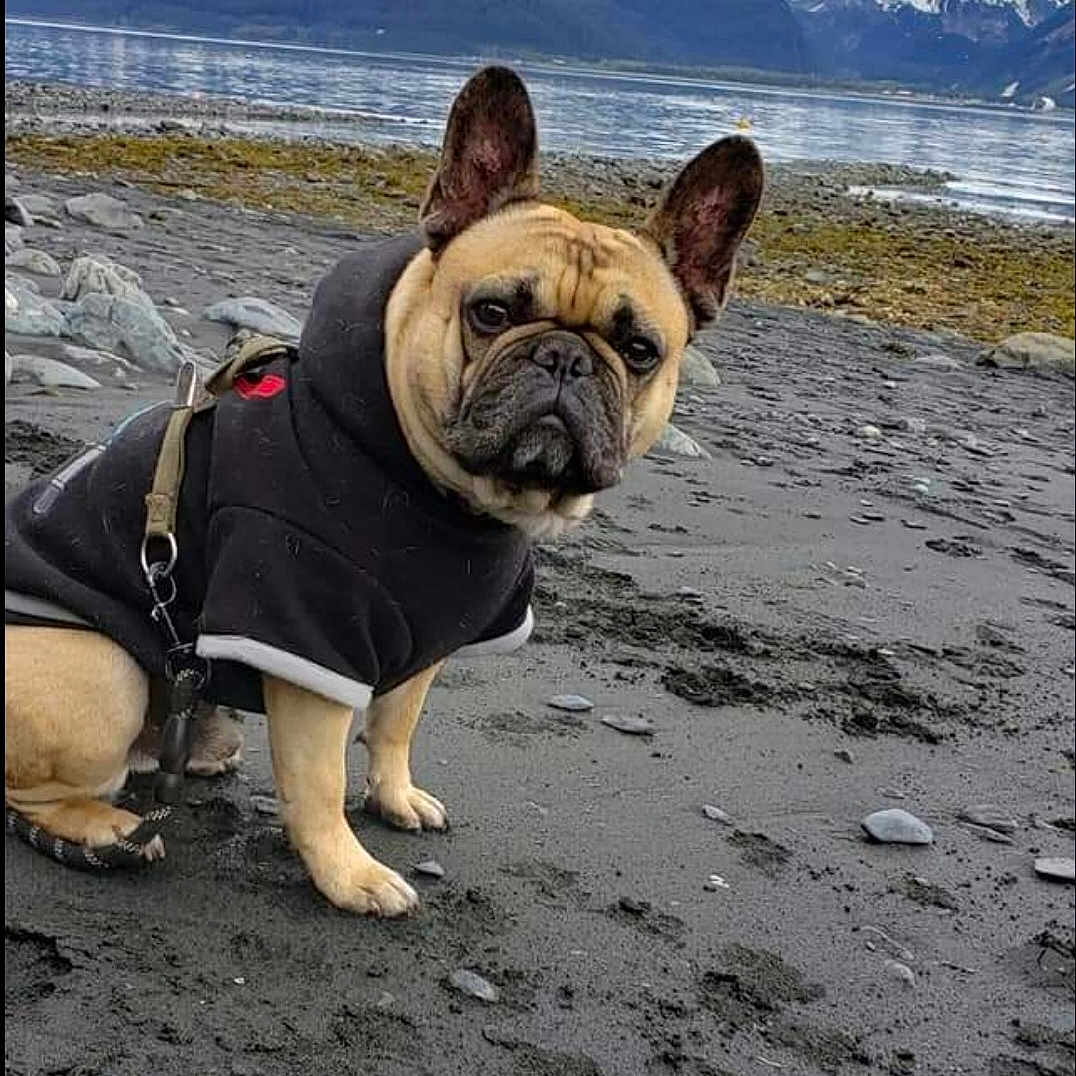 Buster joined the competition — help win amazing prizes! animal, beach, black_hoodie, canine, cloudy_sky, cold_weather, dog, french_bulldog, lake, leash, mountains, nature, outdoor, pet, portrait, rocks, rocky_shore, sitting, snow_capped, water