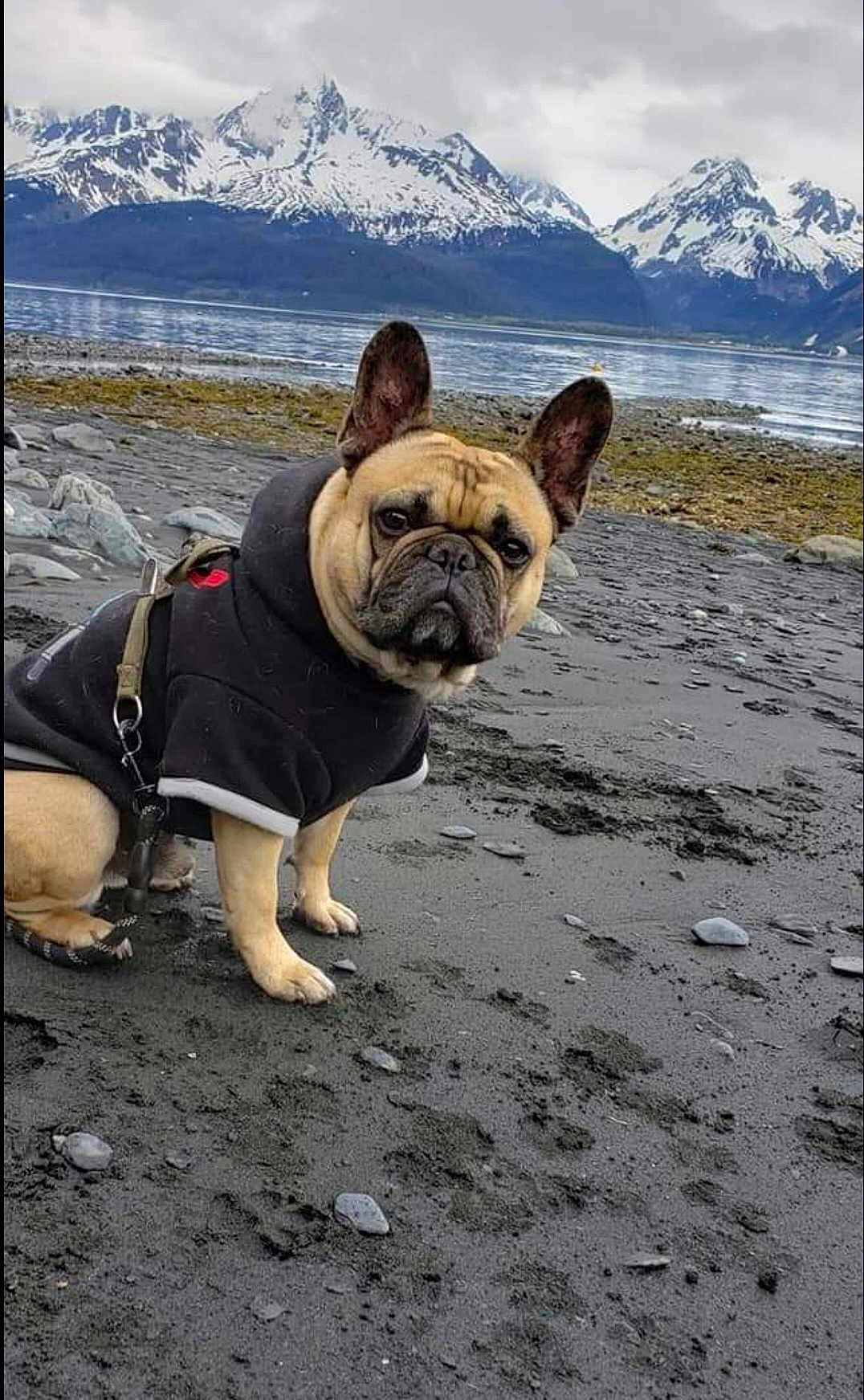 Buster joined the competition — help win amazing prizes! dog, french_bulldog, black_hoodie, beach, rocky_shore, mountains, snow_capped, lake, water, outdoor, nature, pet, animal, canine, cold_weather, cloudy_sky, rocks, leash, sitting, portrait