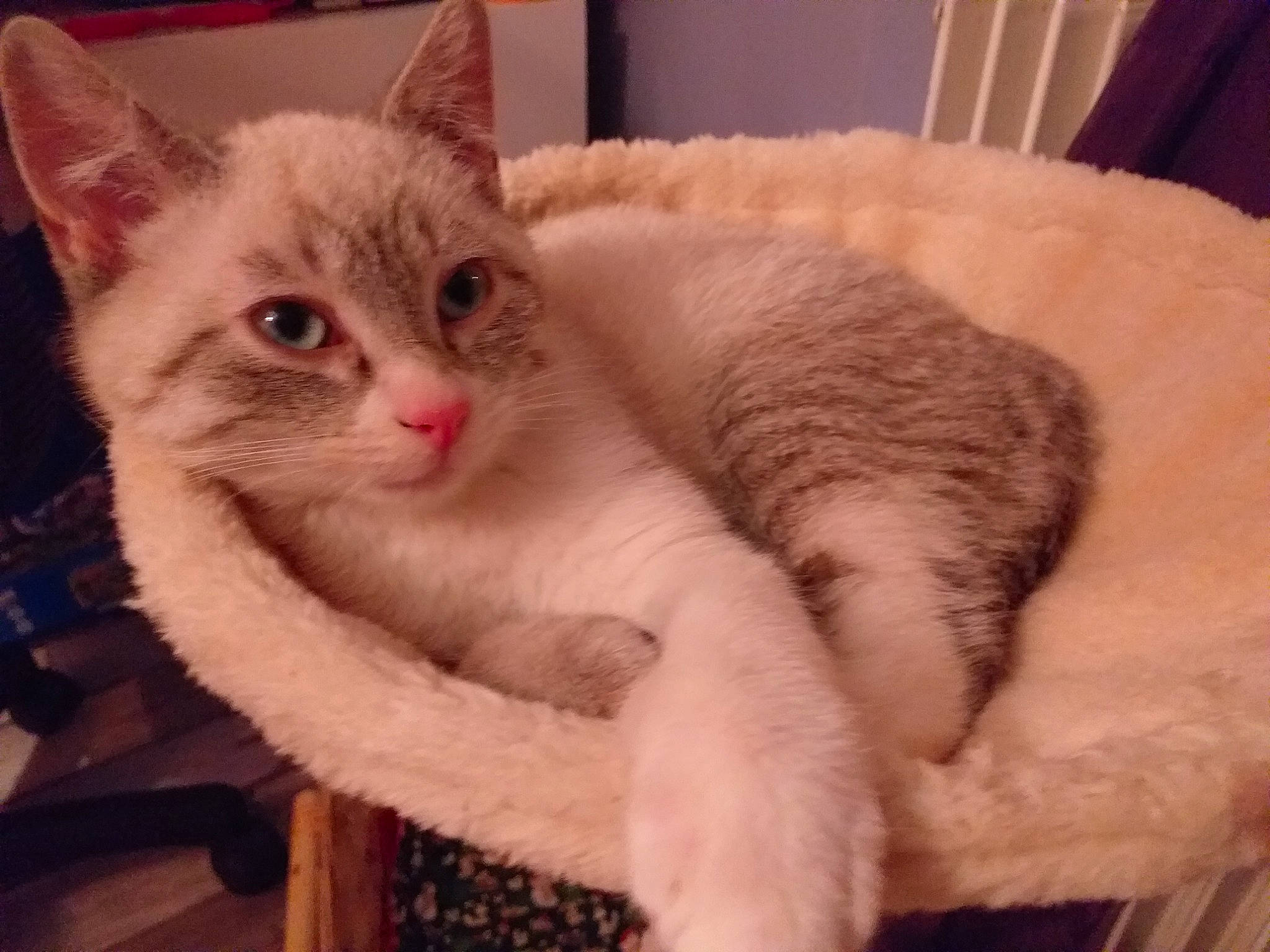 Merry a rejoint le concours — aidez-le/la à gagner de superbes lots ! carnivore, cat, cat_bed, cat_furniture, cat_supply, claw, comfort, domestic_short_haired_cat, eye, fawn, felidae, fur, paw, pet_supply, small_to_medium_sized_cats, snout, tail, whiskers, window