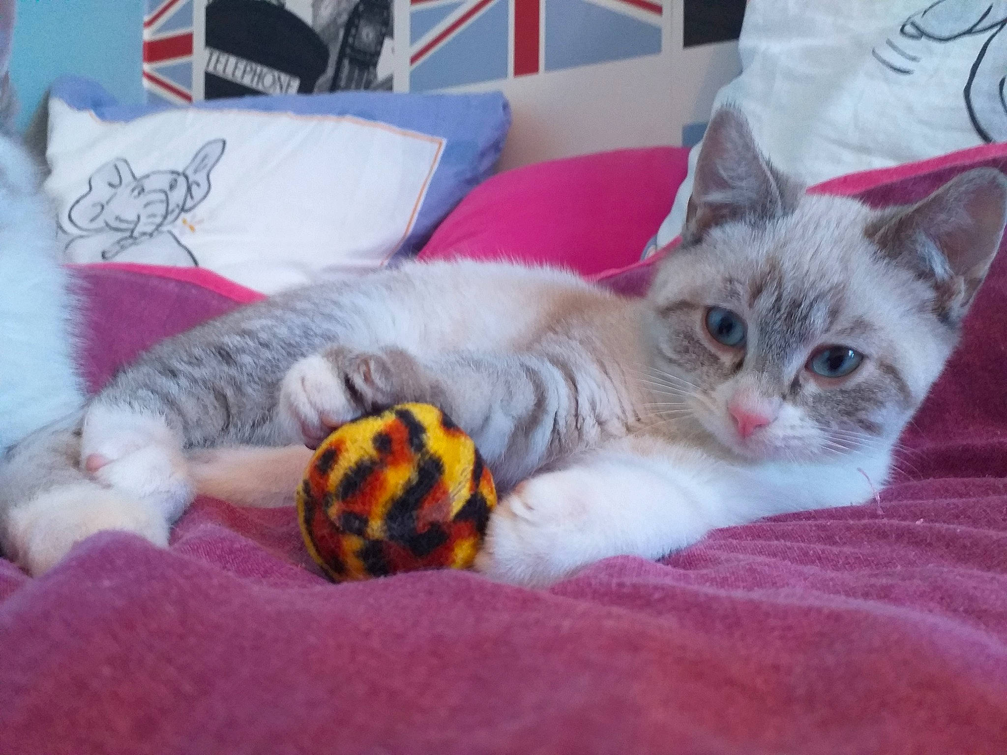 Merry participe au concours pour gagner de l'argent avec cette photo : ball, bed, carnivore, cat, claw, comfort, couch, domestic_short_haired_cat, fawn, felidae, fur, linens, mammal, paw, small_to_medium_sized_cats, snout, tail, vegetable, vertebrate, whiskers