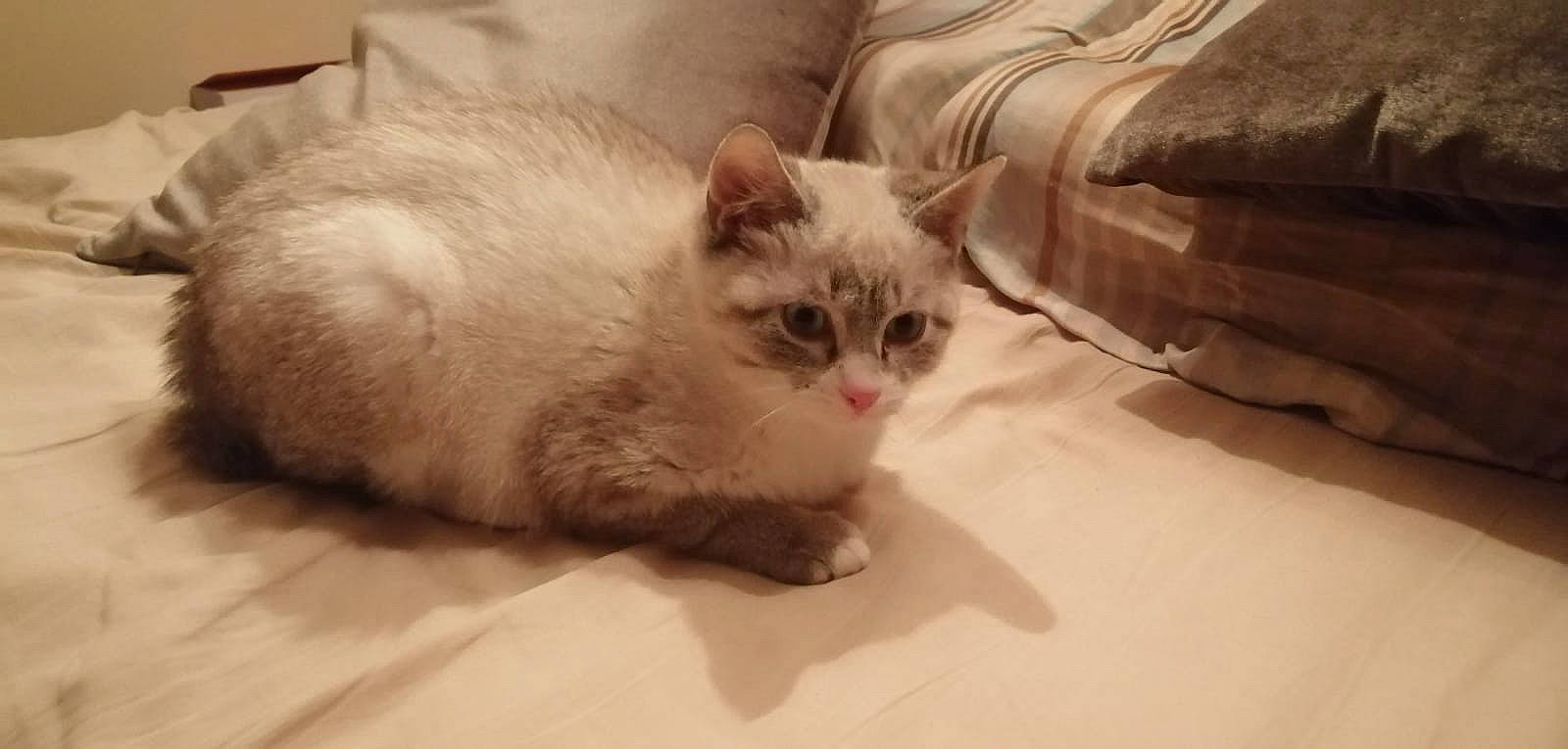 Merry a rejoint le concours — aidez-le/la à gagner de superbes lots ! carnivore, cat, claw, comfort, couch, domestic_short_haired_cat, eye, fang, fawn, felidae, flooring, foot, fur, head, paw, small_to_medium_sized_cats, snout, tail, terrestrial_animal, whiskers