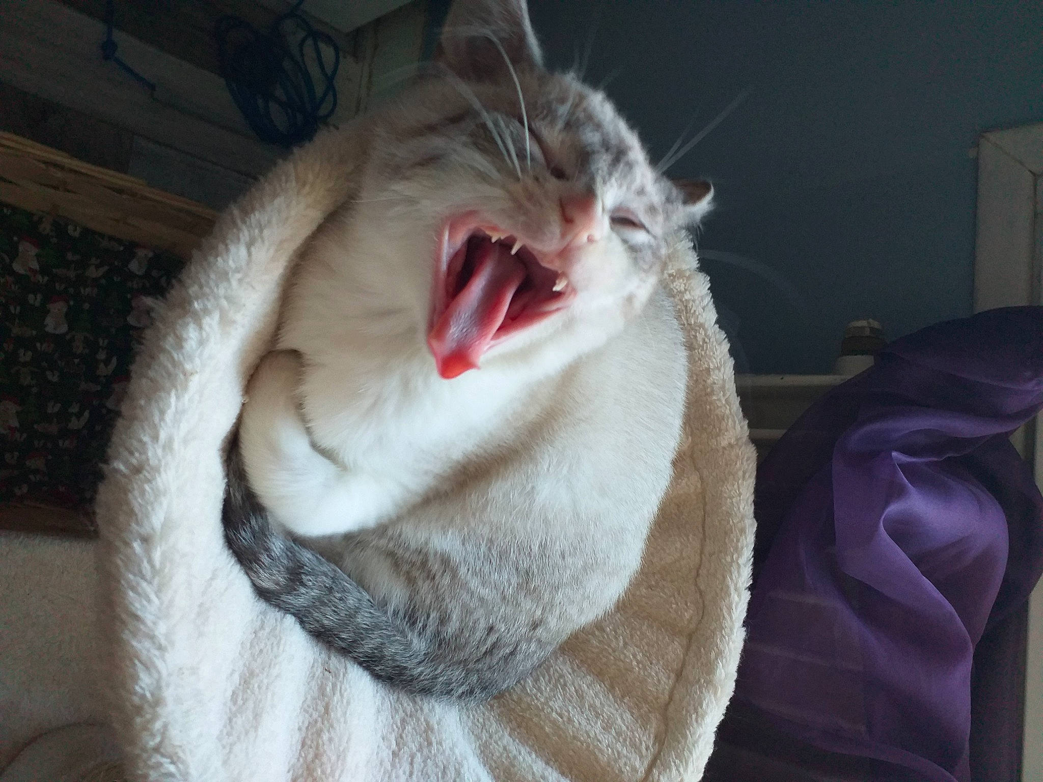 Merry participe au concours pour gagner de l'argent avec cette photo : carnivore, cat, claw, domestic_short_haired_cat, ear, fang, felidae, fur, fur_clothing, jaw, paw, small_to_medium_sized_cats, snout, tail, tooth, whiskers, window, wool, woolen, yawn