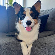 Kona joined the competition — help win amazing prizes! dog, corgi, pet, tongue_out, ears_up, couch, indoor, window, plant, pillow, gray_furniture, happy, smiling, front_paws, fur, animal, domestic, cute, relaxed, living_room