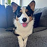 dog, corgi, pet, tongue_out, ears_up, couch, indoor, window, plant, pillow, gray_furniture, happy, smiling, front_paws, fur, animal, domestic, cute, relaxed, living_room