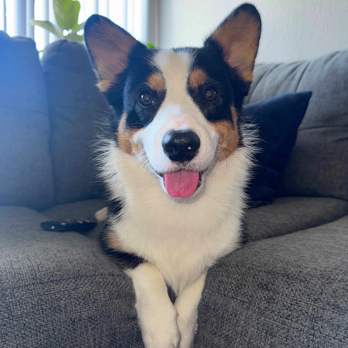 Kona