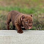 Halo is registered to the contest to win money with this photo: puppy, dog, brown, outdoor, grass, concrete, curious, wrinkles, young, pet, animal, nature, closeup, walking, cute, small, fur, ears, nose, paw