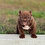 puppy, dog, brown, wrinkled_face, ears, concrete, ledge, grass, outdoor, young, pet, animal, cute, standing, front_view, fur, canine, small, nature, background_blur