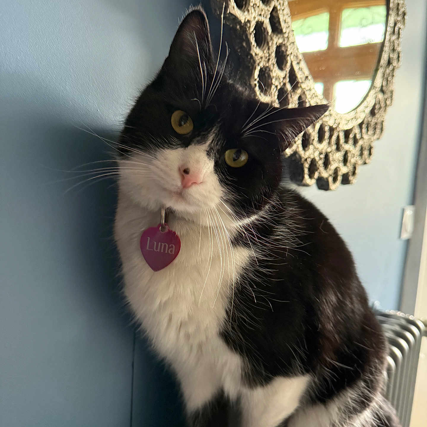 Luna a rejoint le concours — aidez-le/la à gagner de superbes lots ! animal, black_and_white, blue_wall, cat, collar, curious, cute, feline, fur, indoor, mirror, paws, pet, portrait, radiator, reflection, tag, whiskers, window, yellow_eyes