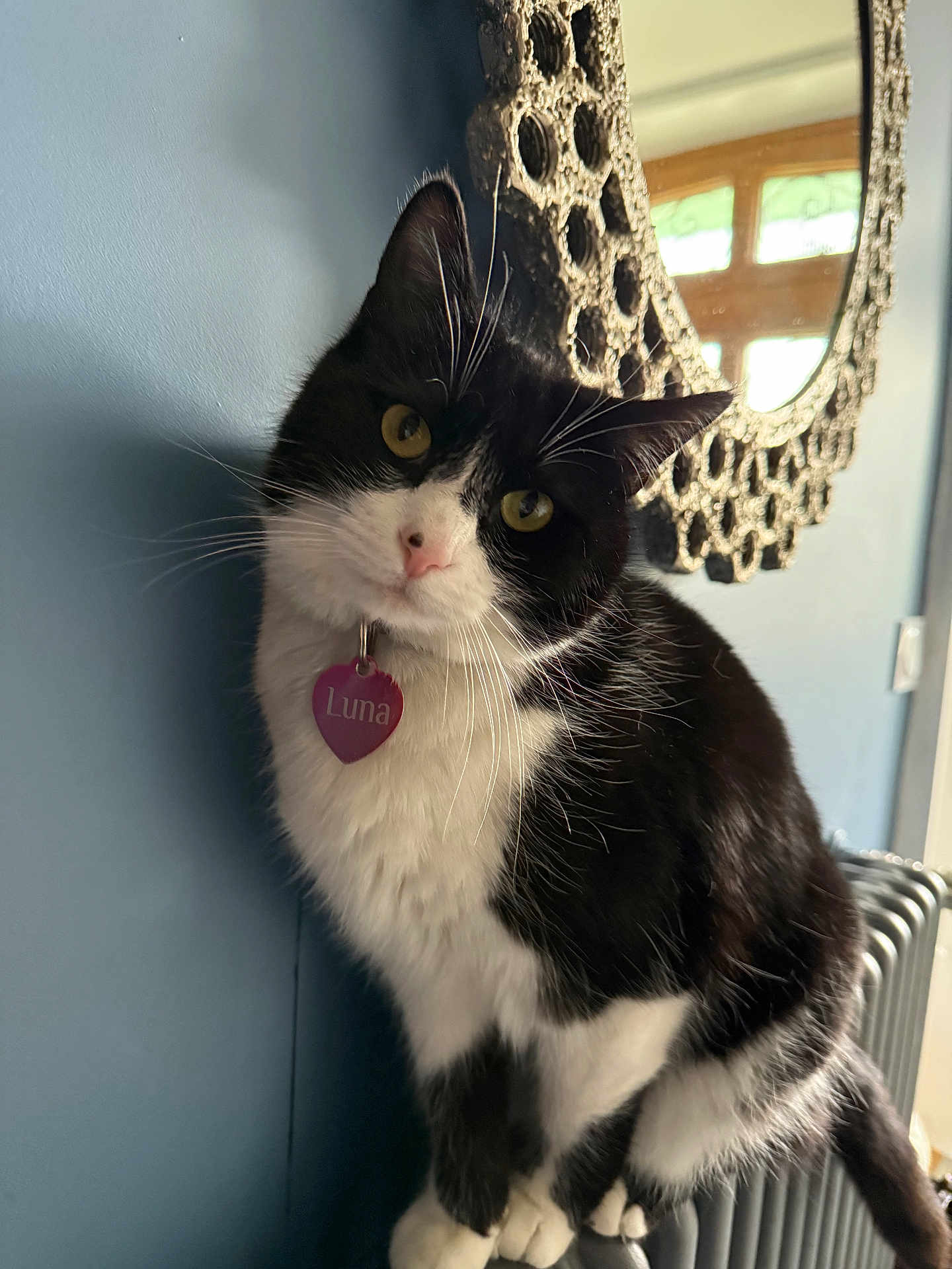 Luna a rejoint le concours — aidez-le/la à gagner de superbes lots ! cat, black_and_white, indoor, pet, animal, feline, curious, portrait, mirror, reflection, window, yellow_eyes, collar, tag, fur, whiskers, paws, radiator, blue_wall, cute