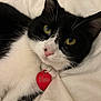 animal, black_and_white_cat, blanket, cat, close_up, collar, cute, domestic_cat, feline, fur, green_eyes, heart_shaped_tag, indoor, lying_down, pet, pink_nose, relaxed, soft_texture, tag, whiskers