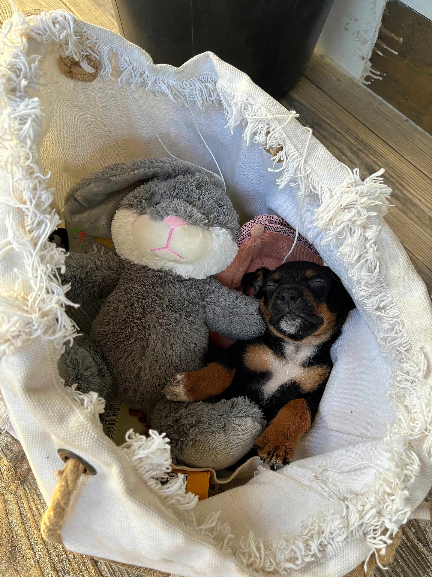 Cookie a rejoint le concours — aidez-le/la à gagner de superbes lots ! puppy, dog, sleeping, stuffed_animal, bunny, basket, fringe, white, cozy, cute, wooden_floor, indoor, soft_toy, relaxed, animal, pet, brown, black, pink_nose, fabric