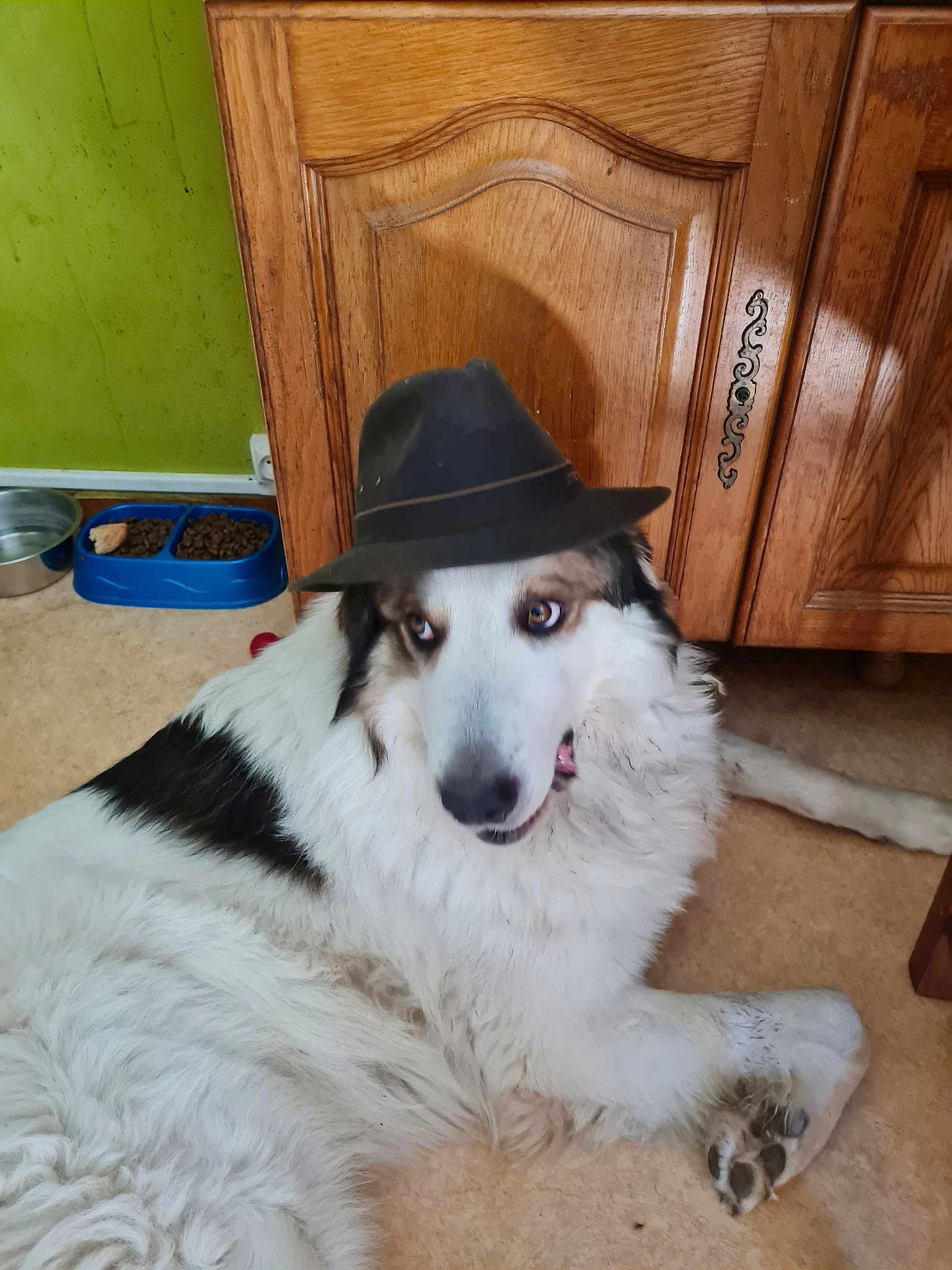 Hatchi