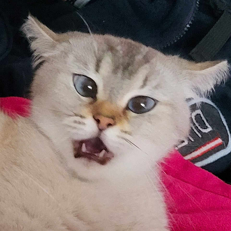 Tilly