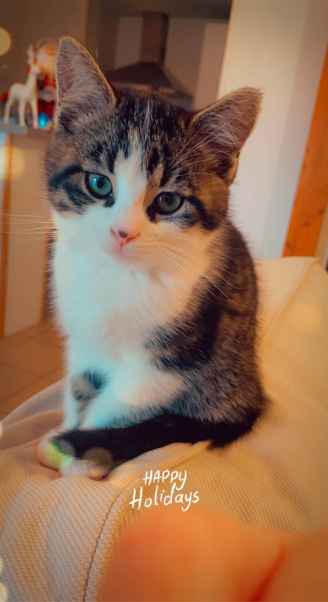 Jubia participe au concours pour gagner de l'argent avec cette photo : carnivore, cat, claw, domestic_short_haired_cat, door, eye, felidae, foot, fur, head, iris, leg, paw, plant, sitting, small_to_medium_sized_cats, snout, tail, tree, whiskers