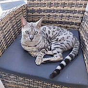 Ugg participe au concours pour gagner de l'argent avec cette photo : cat, animal, pet, feline, spotted_cat, blue_eyes, chair, wicker_chair, cushion, outdoor, relaxing, domestic_cat, paw, tail, curious, looking_at_camera, patterned_fur, resting, seat, daylight