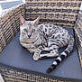 cat, animal, pet, feline, spotted_cat, blue_eyes, chair, wicker_chair, cushion, outdoor, relaxing, domestic_cat, paw, tail, curious, looking_at_camera, patterned_fur, resting, seat, daylight