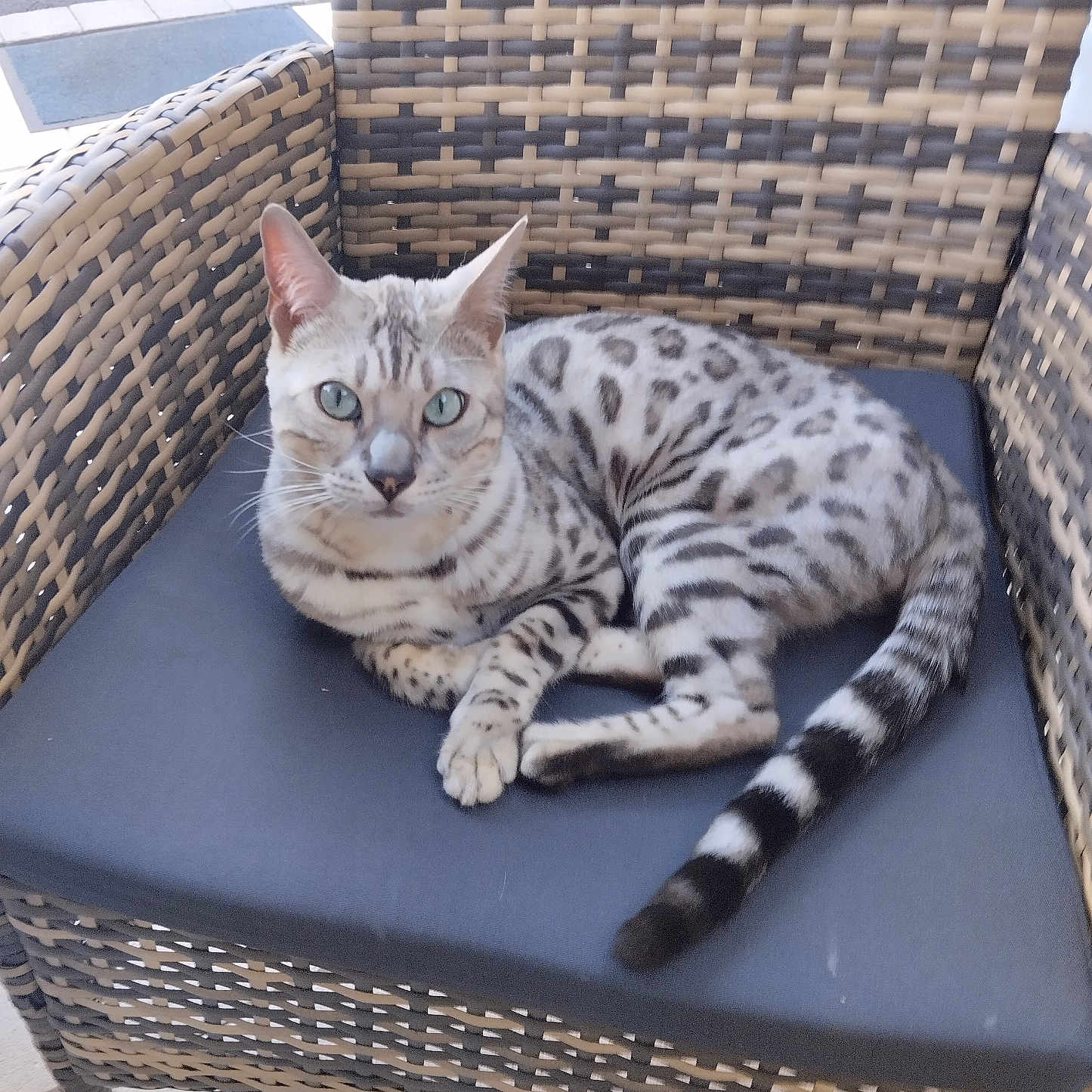 Ugg participe au concours pour gagner de l'argent avec cette photo : animal, blue_eyes, cat, chair, curious, cushion, daylight, domestic_cat, feline, looking_at_camera, outdoor, patterned_fur, paw, pet, relaxing, resting, seat, spotted_cat, tail, wicker_chair