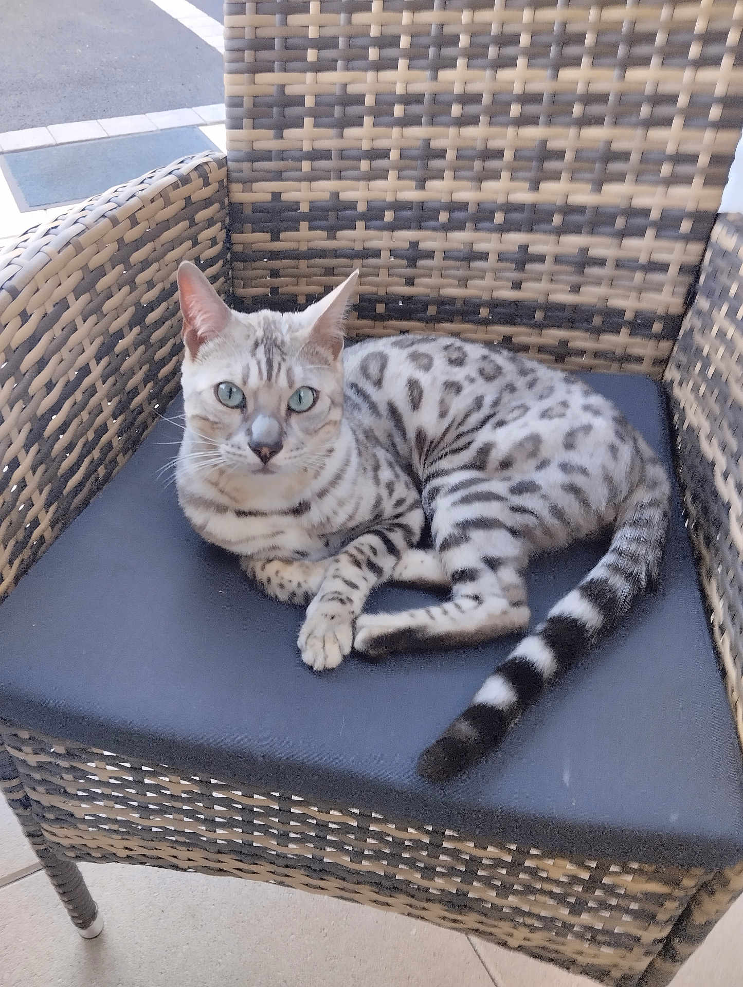 Ugg participe au concours pour gagner de l'argent avec cette photo : cat, animal, pet, feline, spotted_cat, blue_eyes, chair, wicker_chair, cushion, outdoor, relaxing, domestic_cat, paw, tail, curious, looking_at_camera, patterned_fur, resting, seat, daylight