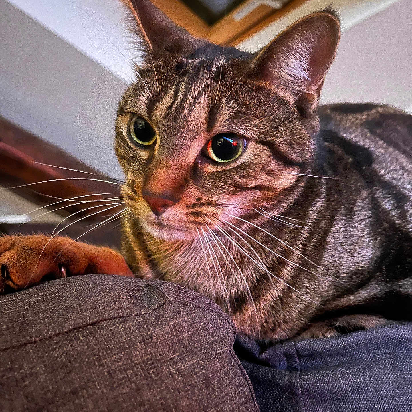 Loove participe au concours pour gagner de l'argent avec cette photo : abyssinian, animal, armchair, cat, chair, clothing, couch, furniture, kitten, manx, pants, pet