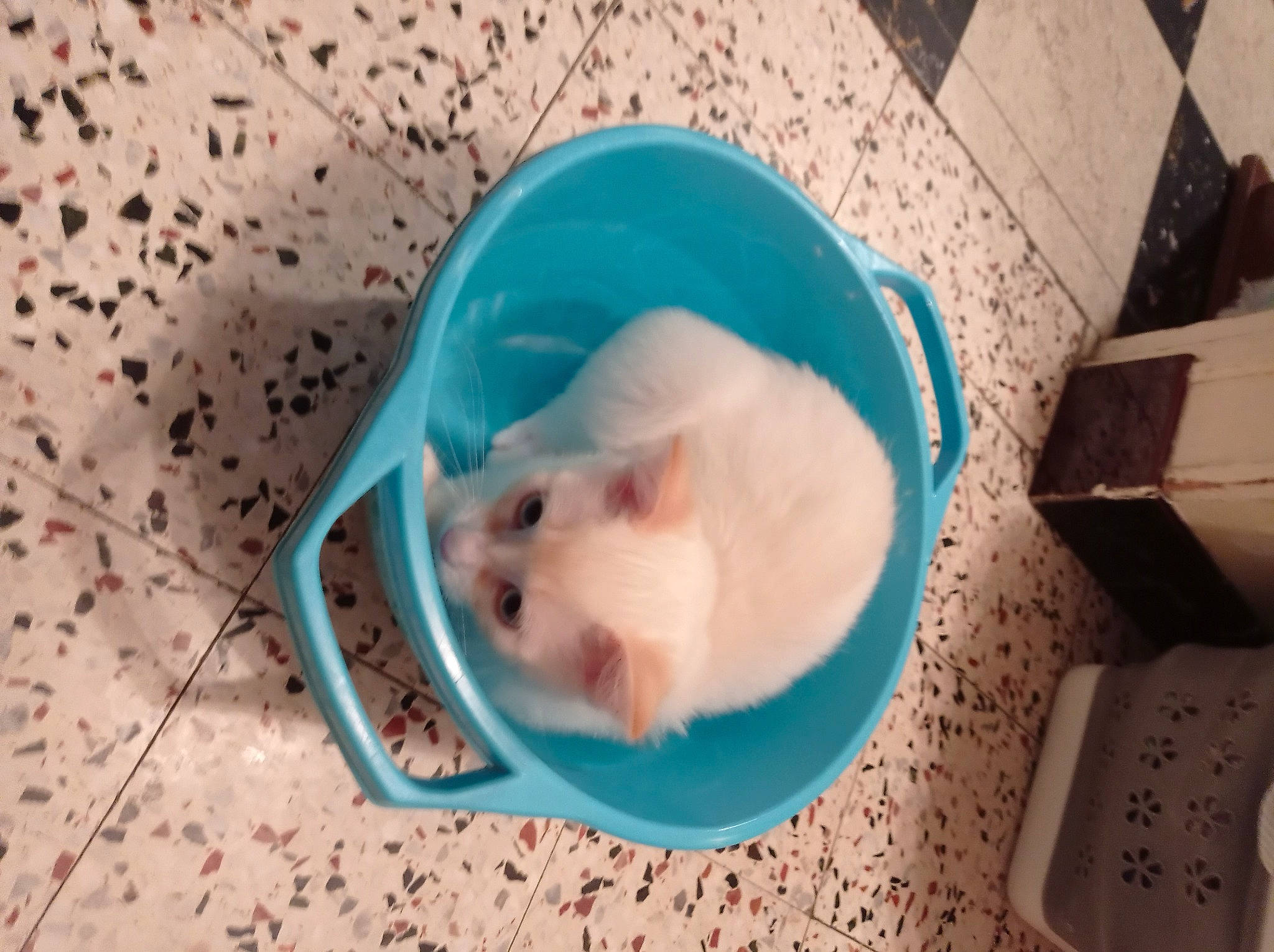 Toundra participe au concours pour gagner de l'argent avec cette photo : canidae, carnivore, companion_dog, dog_breed, fawn, felidae, fur, mouse, muroidea, pet_supply, plastic, rat, rodent, room, shipping_box, small_to_medium_sized_cats, snout, sporting_group, tail, whiskers