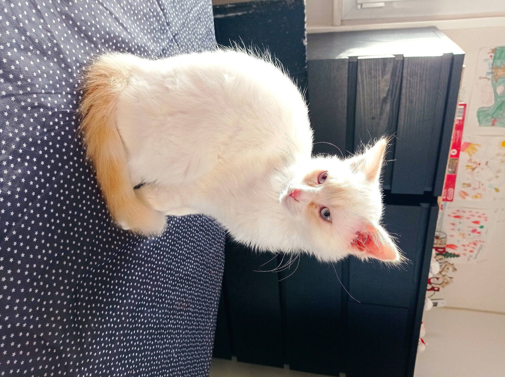 Toundra a rejoint le concours — aidez-le/la à gagner de superbes lots ! carnivore, cat, claw, comfort, domestic_short_haired_cat, fawn, felidae, foot, fur, mouse, pattern, paw, small_to_medium_sized_cats, tail, whiskers