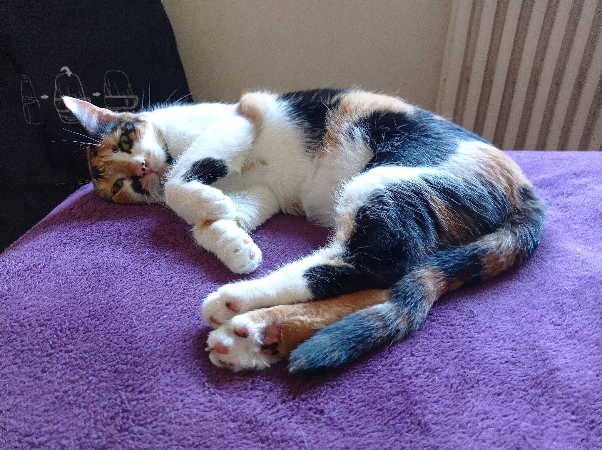 Surprise a rejoint le concours — aidez-le/la à gagner de superbes lots ! canidae, carnivore, cat, claw, comfort, companion_dog, dog_breed, domestic_short_haired_cat, felidae, fur, nap, paw, sleep, small_to_medium_sized_cats, snout, tail, terrestrial_animal, whiskers