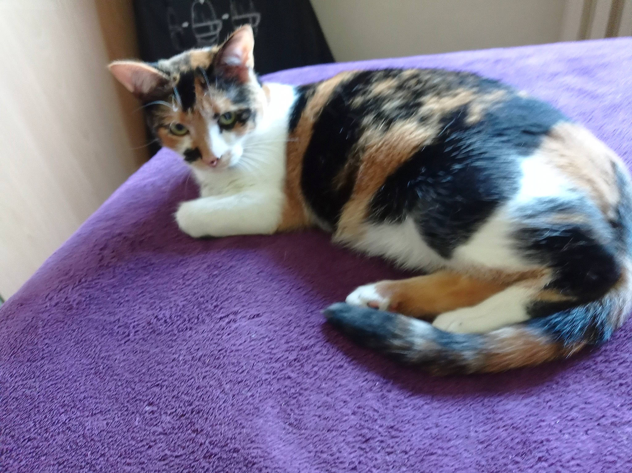 Surprise a rejoint le concours — aidez-le/la à gagner de superbes lots ! carnivore, cat, cat_supply, claw, comfort, domestic_short_haired_cat, felidae, fur, nap, paw, small_to_medium_sized_cats, snout, tail, terrestrial_animal, whiskers, wood