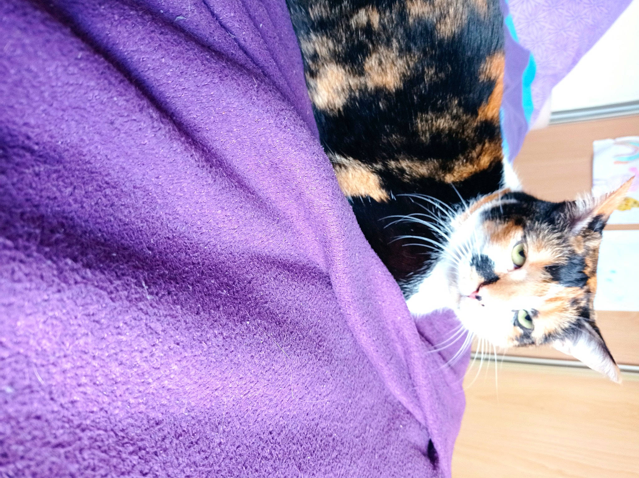 Surprise a rejoint le concours — aidez-le/la à gagner de superbes lots ! carnivore, cat, claw, comfort, domestic_short_haired_cat, electric_blue, felidae, formal_wear, fur, human_leg, linens, magenta, pattern, paw, purple, sleeve, small_to_medium_sized_cats, tail, violet, whiskers