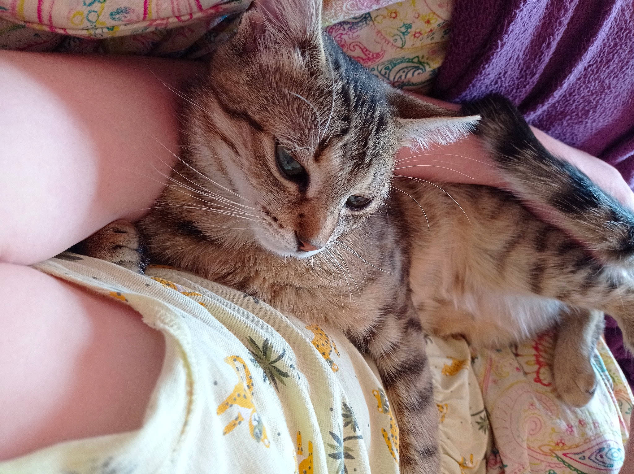 Soquette a rejoint le concours — aidez-le/la à gagner de superbes lots ! bed, carnivore, cat, claw, comfort, domestic_short_haired_cat, ear, fawn, felidae, fur, linens, nail, nap, paw, sand, sleep, small_to_medium_sized_cats, snout, whiskers, wildlife