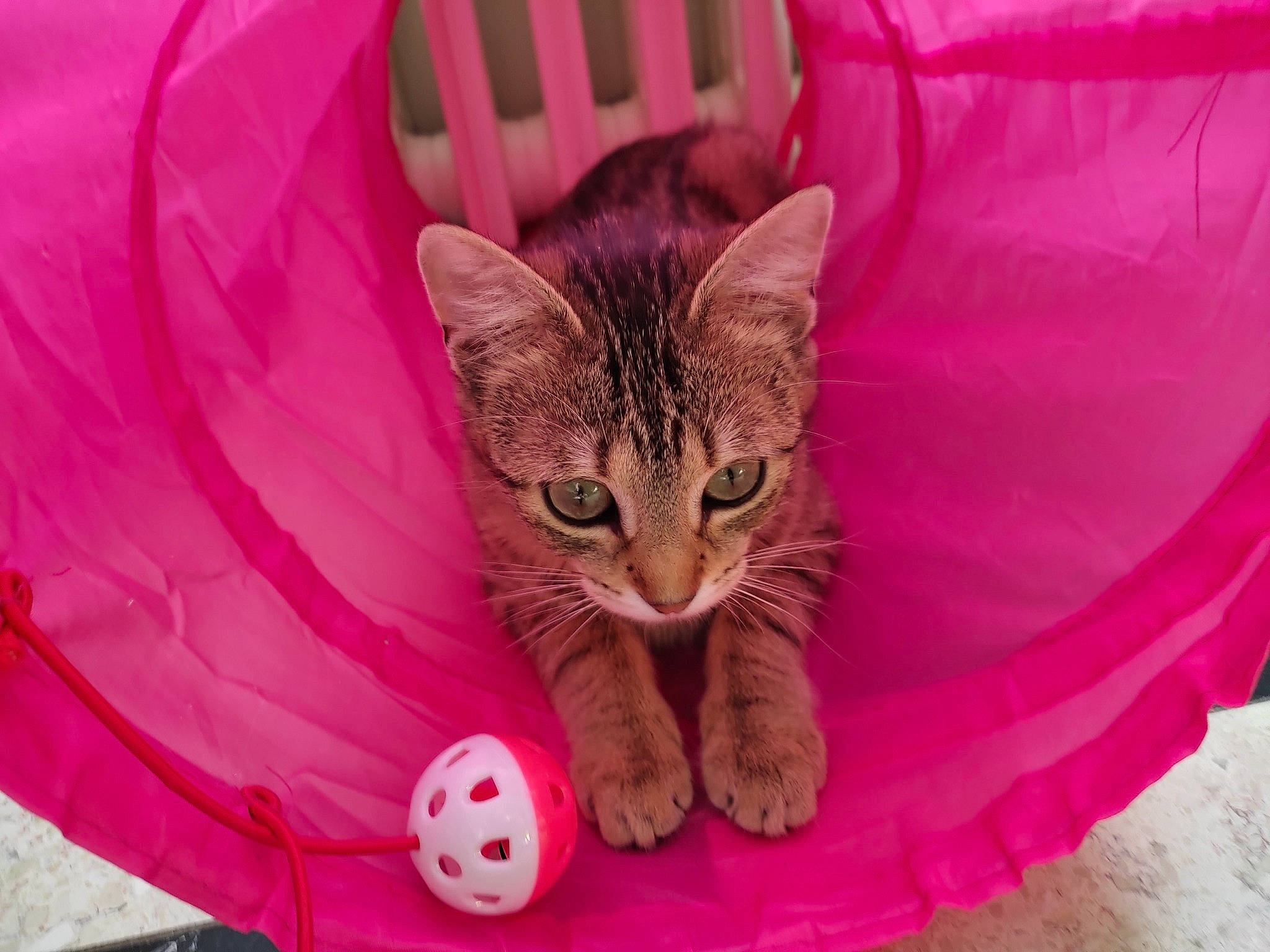 Soquette participe au concours pour gagner de l'argent avec cette photo : ball, carnivore, cat, cat_supply, comfort, domestic_short_haired_cat, fawn, felidae, football, fur, magenta, paw, pet_supply, pink, red, small_to_medium_sized_cats, snout, tail, textile, whiskers