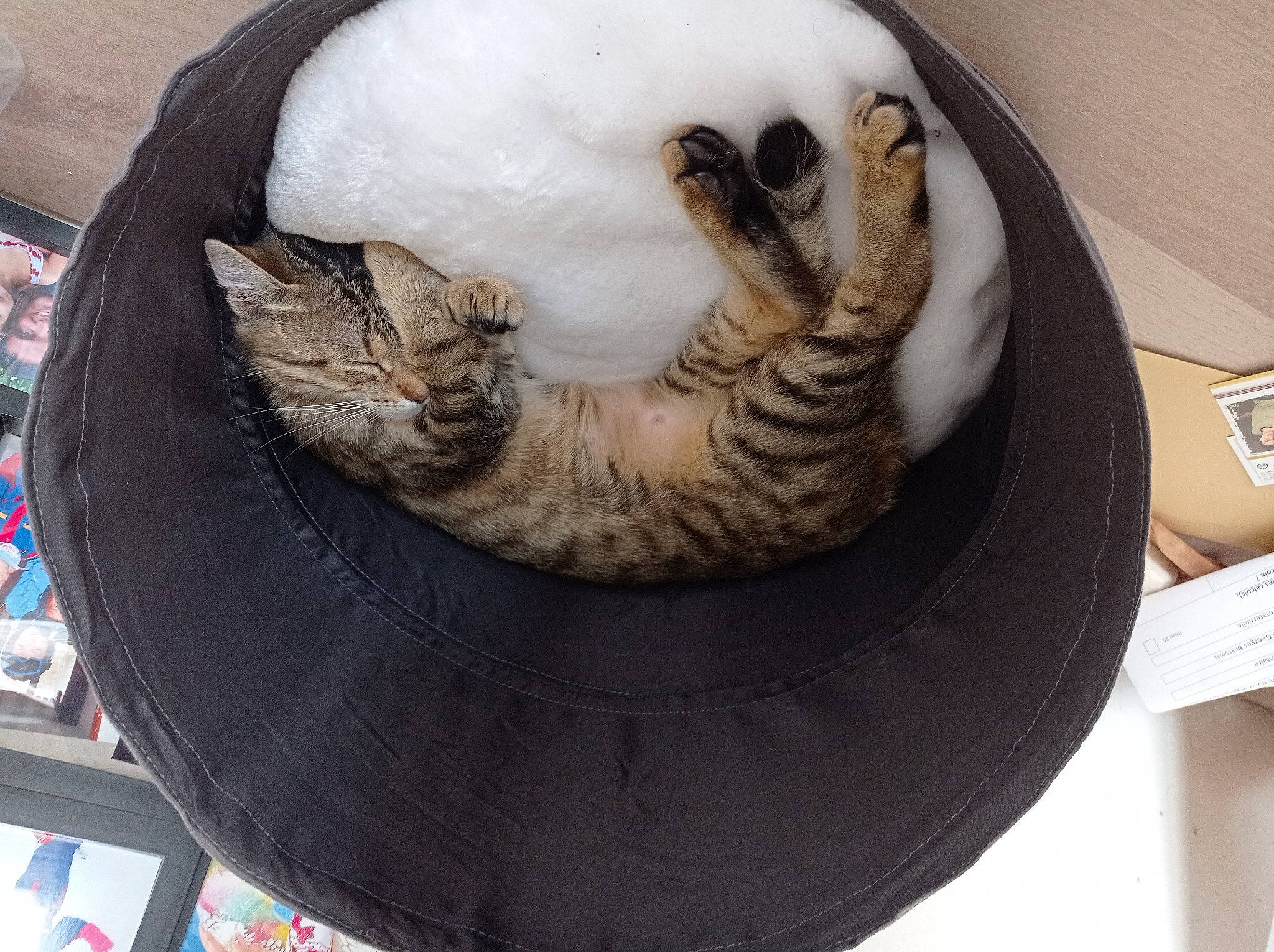 Soquette a rejoint le concours — aidez-le/la à gagner de superbes lots ! automotive_tire, automotive_wheel_system, bean_bag, carnivore, cat, cat_bed, cat_supply, circle, comfort, domestic_short_haired_cat, felidae, fur, hat, pet_supply, small_to_medium_sized_cats, tail, terrestrial_animal, whiskers