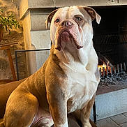 Saké participe au concours pour gagner de l'argent avec cette photo : bulldog, dog, pet, indoor, fireplace, cushion, chair, stone_wall, warm_light, cozy, animal, mammal, seated, fur, canine, portrait, home, relaxed, companion, domestic