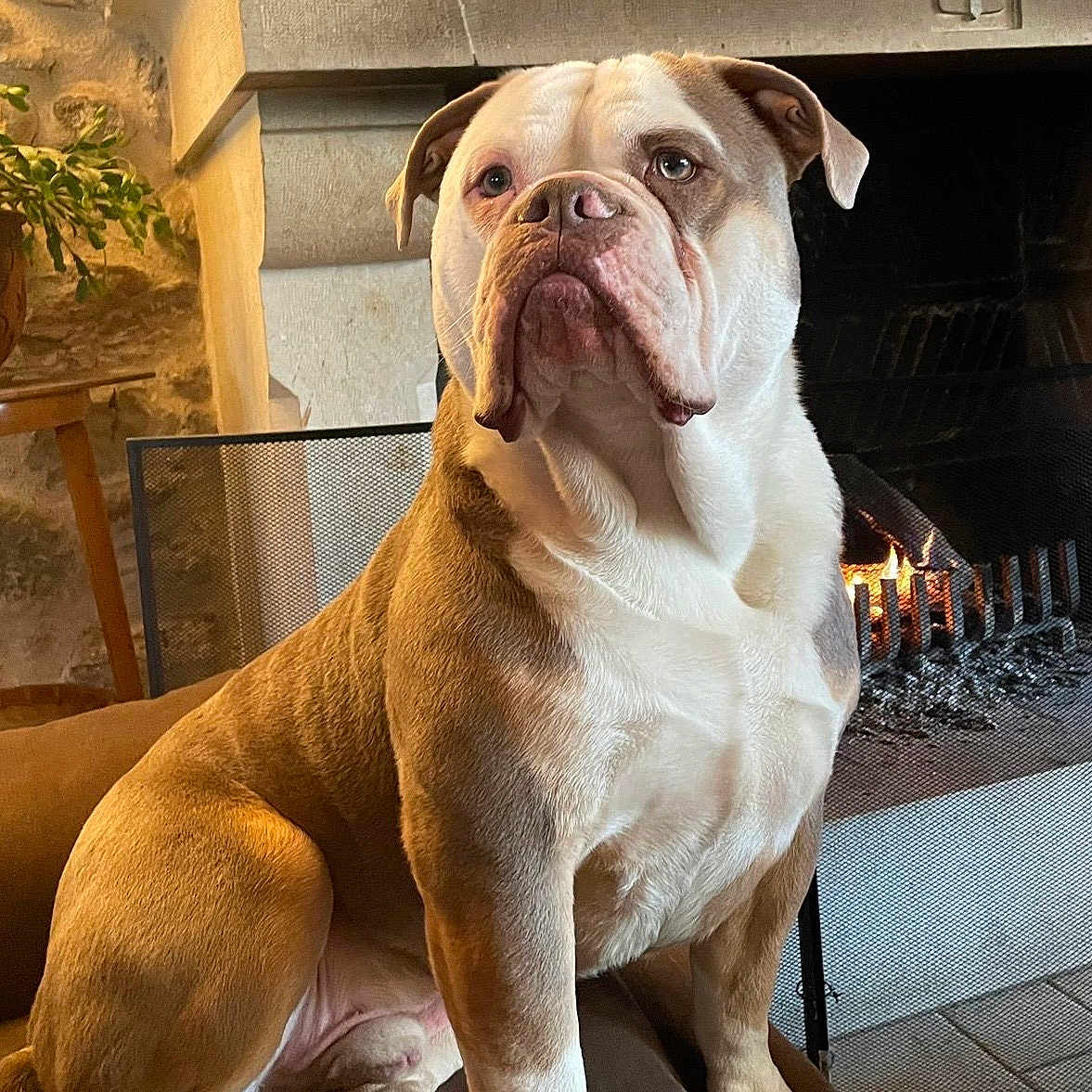 Saké participe au concours pour gagner de l'argent avec cette photo : bulldog, dog, pet, indoor, fireplace, cushion, chair, stone_wall, warm_light, cozy, animal, mammal, seated, fur, canine, portrait, home, relaxed, companion, domestic